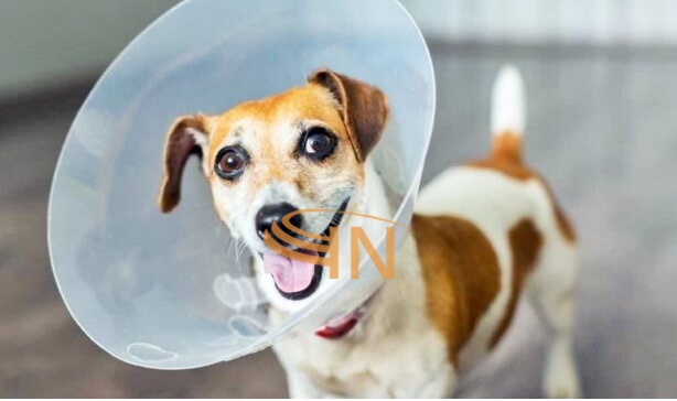 Collare Elisabetta Classico Opaco Taglia S 12,5 cm